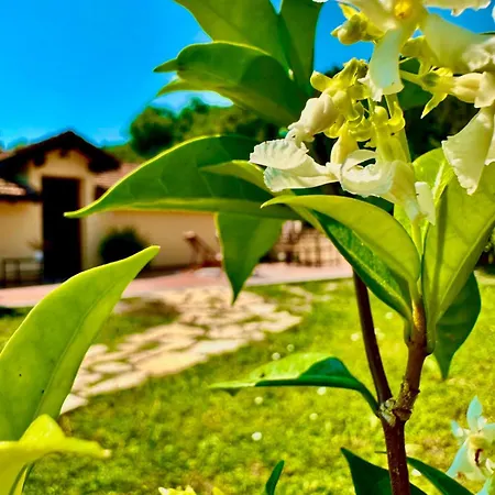Yucca Giustenice